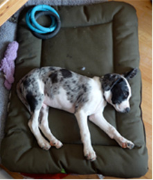 Country Dog Heavy Duty Waterproof Crate pad